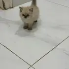 قط  هملايا للبيع