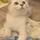قط سكوتش فولد ذكر