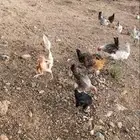 دجاج للبيع 22 دجاجة