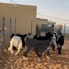 تيوس وجفار عوارض