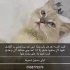 قطط