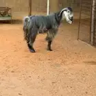 فحل عارضي للبيع