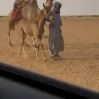 مهر طيب ومع الابل