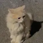 قطه مفقوده للتبني