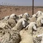 حريات حرش مراح دفيع