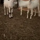 جفار بيشيات