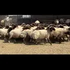 غنم نعيم شرط الدفيع .