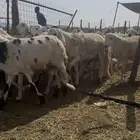 سواكن مرباه للبيع