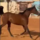 فرس مكس