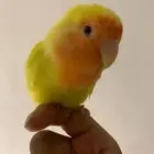 روز اليف