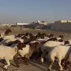 غنم نعيم مراح جذعات