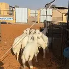 بهم حري
