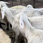 للبيع شياه ولد