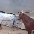 تيوس فحول كفو