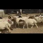 غنم نعيم شرط الدفيع .