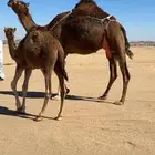 خلفة ساحلية تم  البيع تم  للبيع