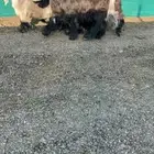 جفرات عوارض خصم الخصم