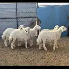 رخال وطلي اضاحي من المراح
