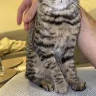 قط للتبني المستعجل