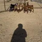 القاعه