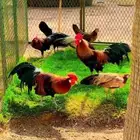 دجاج الفونكس الاوربي زينه