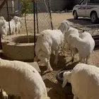 طليان جبره حقت مناسبات 18 كلها طليان