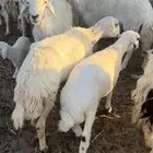 غنم خلفات السوم 1450