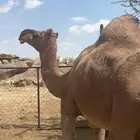 ضروبه ساحليه كفو