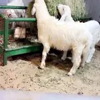 غنم ذبايح حري الاسعار مناسبه