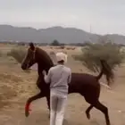 حصان شعبي