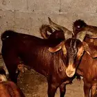 فحل ادهم سديس تم البيييع تم البيييع