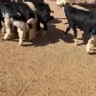 خرفان