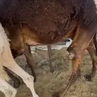 قعدان بلدي وقعدان طايفي كفو مبادي وزواجات شي كفو