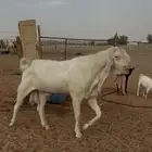 تيس ابرص انتاجه طيب ومشروط بنته في صوره