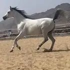 فراس