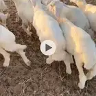 بهم حري شحم فل