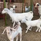 معزا 2 معها 2 بيشيات