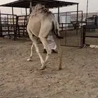 لقحه جذعه آصيل تقاود بالرسن