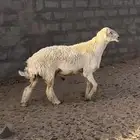 خروف حري