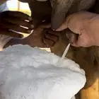 خلفه ساحليه منيحه رقم واحد فل حليب(تم البيع)