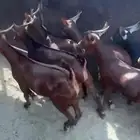 تيوس دهم مغلقه شحم شرط شرط