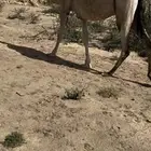 لقحه طيبه بالحيل ولقحه ع بعير  منتج