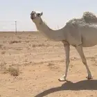 خلفه بكر وبكره ثنيه