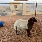 خروف نعيمي مغلق شحم فل الفل طيب بالحيل