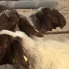 غنم نعيم مضاريع شياه صنف