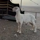 فحل عيسي
