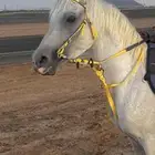 حصان شعبي