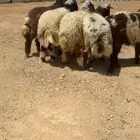 جذعان نعيم فاخر