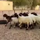 جذعات نعيم صنف للبيع