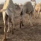قعدان